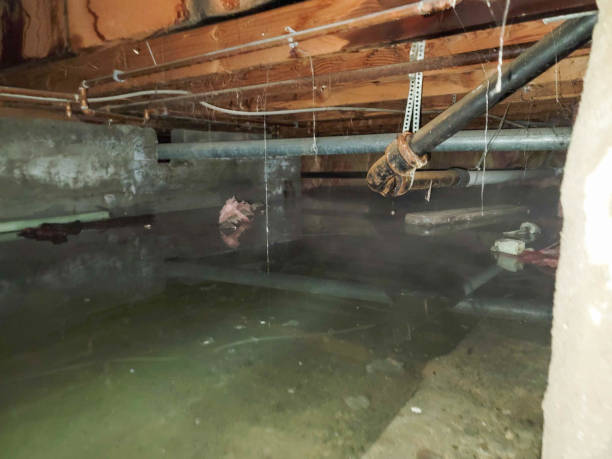 Best Basement water damage restoration  in Crescent City, FL