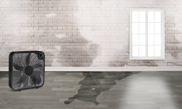 Best Water damage restoration process  in Crescent City, FL